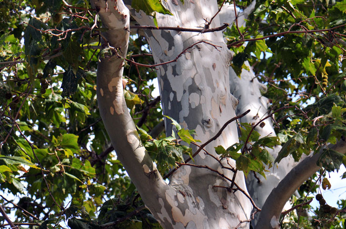 Arizona Sycamore trees are massive and provide excellent habitat for breeding desert birds including woodpeckers that nest in the hollow cavities of mature trees. Raccoons also take advantage of old mature trees with hollowed out cavities for resting, hiding and raising young. Platanus wrightii 